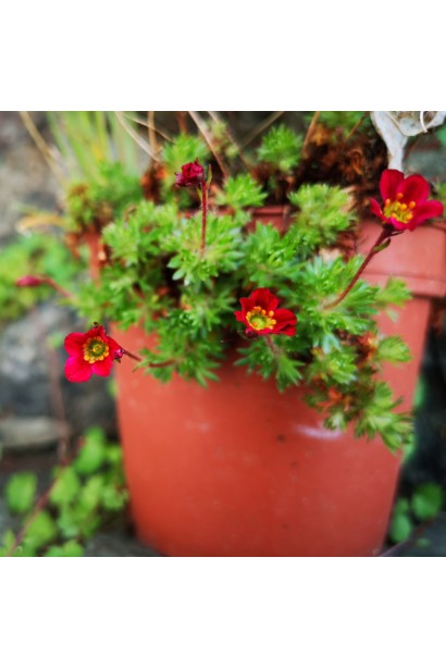 Ломикамінь Піксі Пан Ред посадка в контейнер